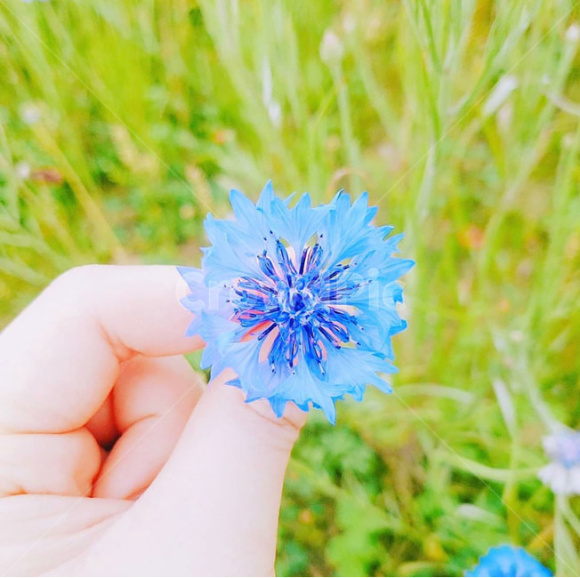꽃밭,파랑,초록,잔디,손,꽃,flower
