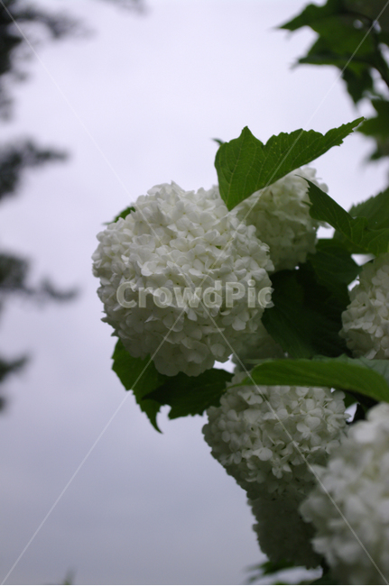 불두화,꽃,식물,flower,plant,식물,자연,plants,nature,꽃,flower