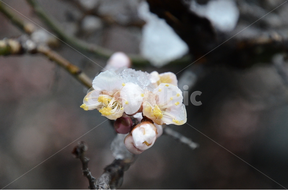 매화,꽃,가지,나무,비,꽃봉우리,flower,tree,white,봄,계절,spring,season,식물,자연,plants,nature,꽃,flower,plant,blossom