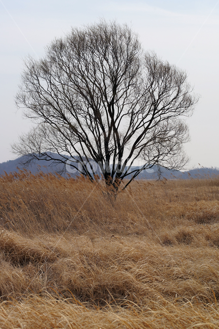 우음도,왕따나무,시화호,시화방조제,화성시,갈대밭,초원,간척지,자연,풍경,nature,landscape