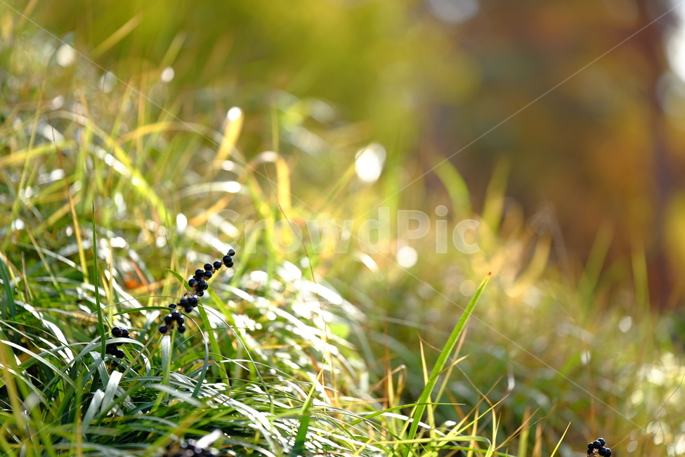 	잔디,햇살,열매,햇볕,녹음,식물,자연,plants,nature,휴식,힐링,rest,relaxation,healing