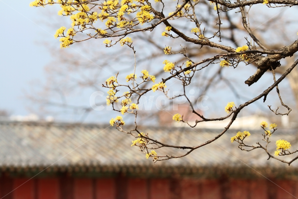 산수유꽃,꽃,식물,자연,꽃과지붕,감성사진,식물,자연,plants,nature,꽃,flower