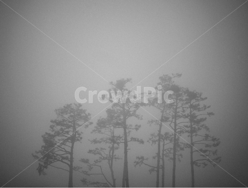 흑백,나무,소나무,봄,감성사진,식물,나무사진,안개,새벽,산,몽환,자연,풍경,nature,landscape,식물,plants,나무,trees,wood,흑백,모노톤,monochrome,black and white,weather,날씨,outdoors,옥외