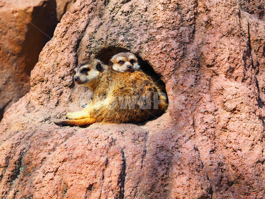몽구스,동물,동물원,포유류,자연,동물,animal,포유류,mammal
