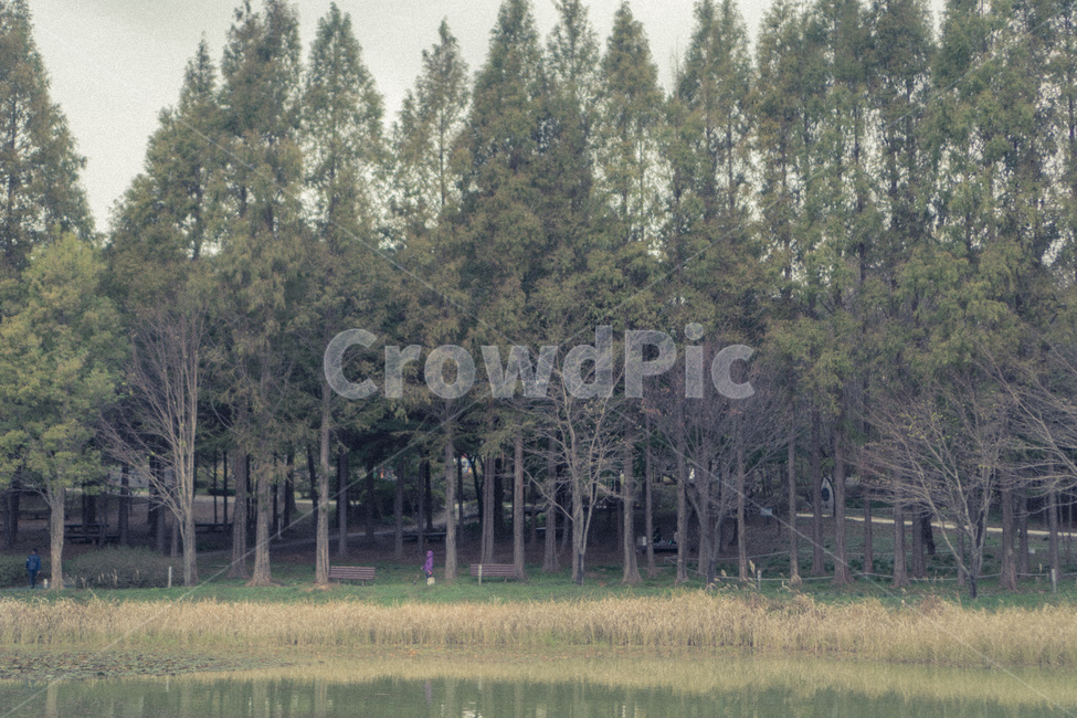 plant,식물,tree,outdoors,자연,nature,land,옥외,abies,fir,전나무,나무,공원,김제시민공원,김제공원