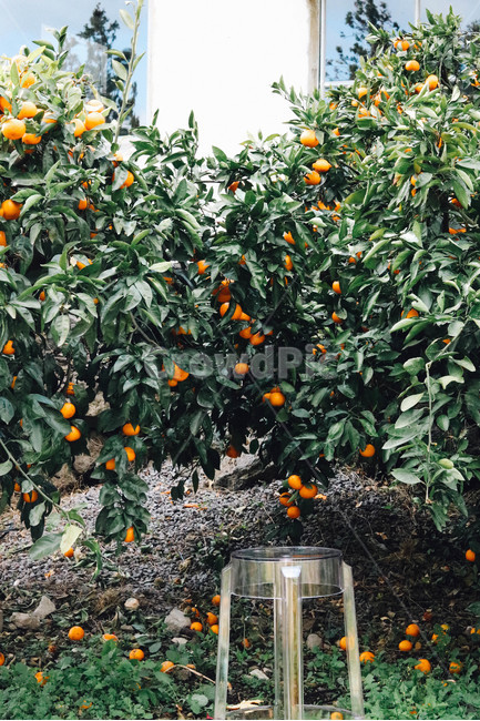 감귤,귤,제주도,제주,제주귤,과일,귤나무,비타민,과일,열매,fruit