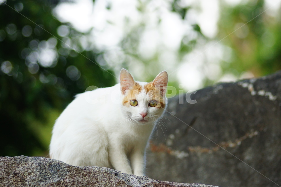 manx,포유류,animal,mammal,동물,cat,고양이,pet,동물,animal,포유류,mammal,고양이,cat,kitten,kitty
