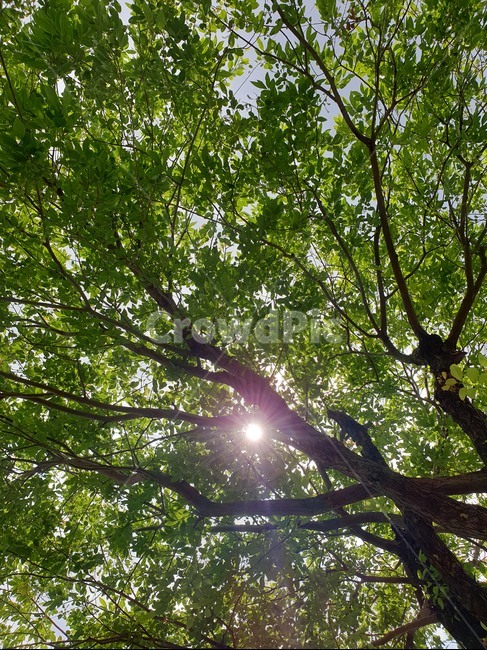 light,빛,flare,플레어,하늘