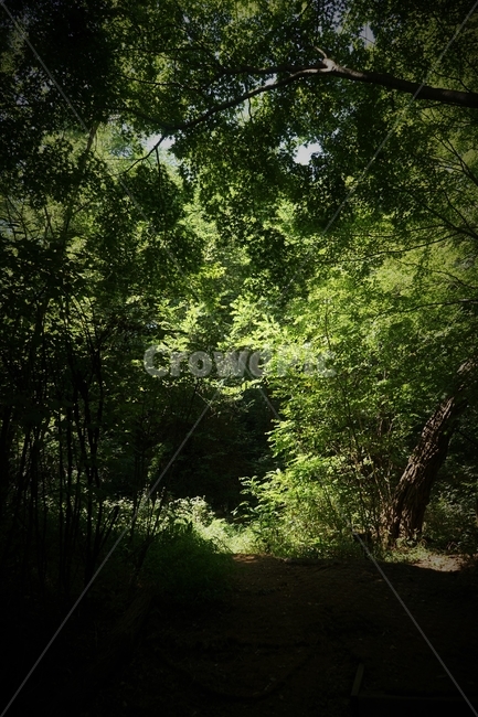 숲,자락길,나무,초록,신록,자연,woods,nature,green,cool,summer,walkaway,힐링,휴식,시원함,고요함,healing,relaxation,calm,forestbathing,freshness,자연,풍경,nature,landscape,tree,plant,식물,vegetation,초목