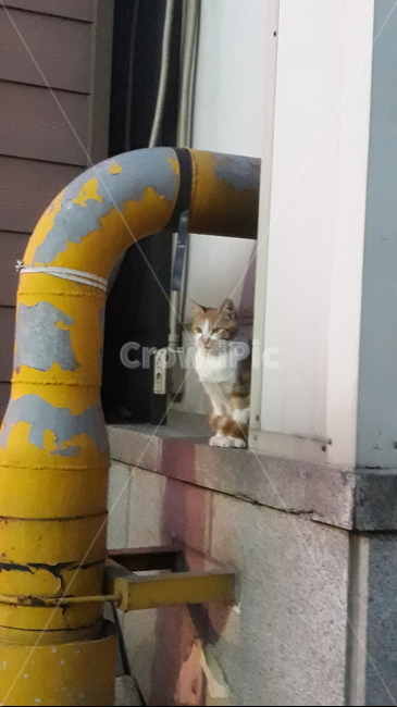 고양이,주황고양이,오후,겨울,귀여움,길고양이,동물,animal,포유류,mammal,고양이,cat,kitten,kitty