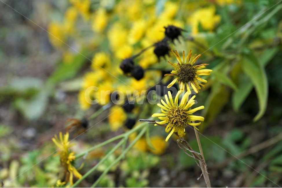 감국,가을,노랑,계절,chrysanthemumindicum,autumn,fall,nature,bloom,yellow,국화과,smell,season,beautiful,plant,flower,식물,자연,plants,nature,꽃,flower