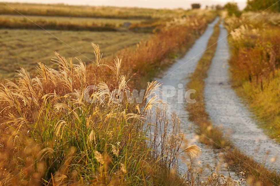 가을,억새,식물,자연,석양,감성,서정,fall,바람,풍경,nature,autumn,계절,season,길,가을,계절,fall,autumn,season,식물,자연,plants,nature,grass,잔디,plant