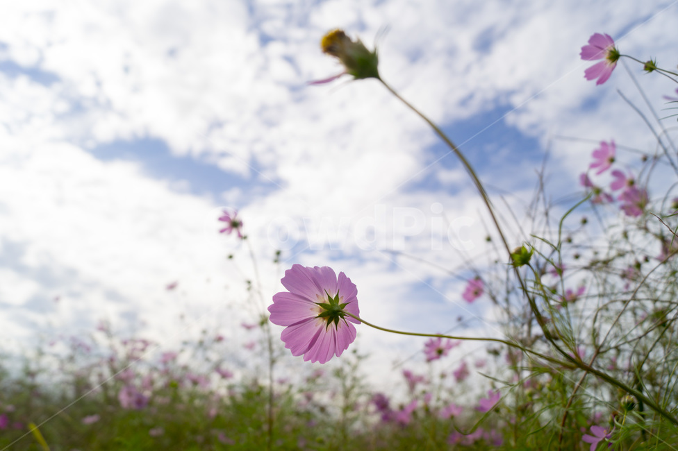 하중도,하늘,꽃,코스모스,꽃밭,가을,계절,fall,autumn,season,식물,자연,plants,nature,꽃,flower,plant,blossom,petal,꽃잎