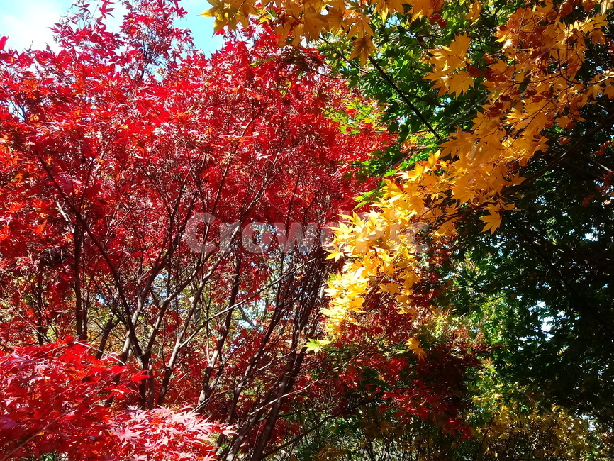 낙엽,단풍,落葉,leaves,나뭇잎,단풍나무,식물,maple,낙엽활엽관목,잎,계절,가을,자연,풍경,outdoors,옥외,fallautumnseason,naturelandscape,풍경사진,붉은단풍,가을,계절,fall,autumn,season,leaf,plant,tree,나무