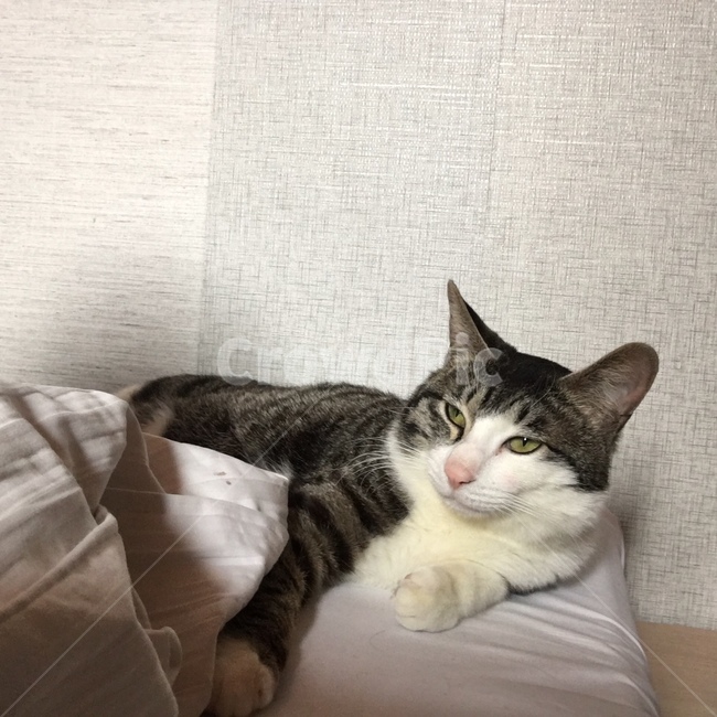 고양이,동물,야옹이,냥이,귀여움,동물,animal,포유류,mammal,고양이,cat,kitten,kitty