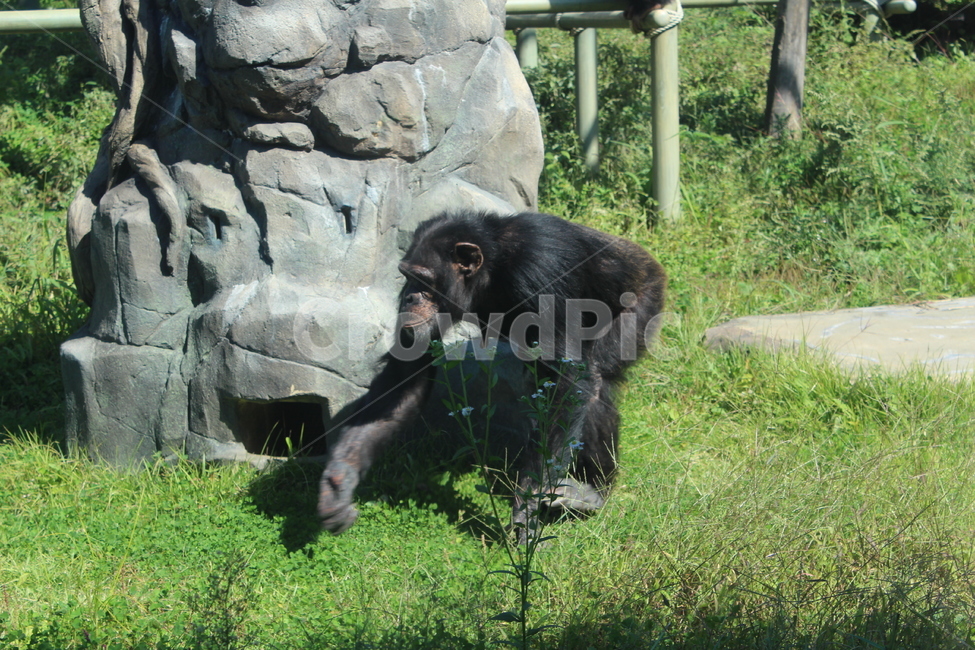 야생동물,ape,원숭이,mammal,포유류,animal,동물,동물원,zoo,동물,animal,포유류,mammal