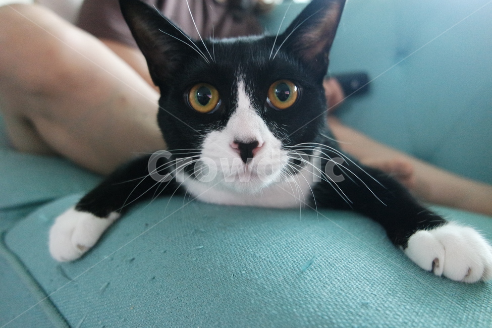 고양이,코리안숏헤어,텍시도고양이,cat,koreanshorthair