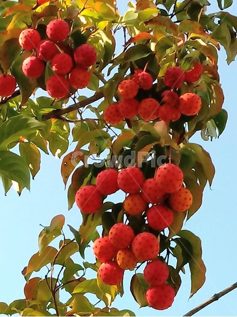 식물,열매,과일,나무,산딸나무,붉은열매,fruit,plant,과일,열매,fruit