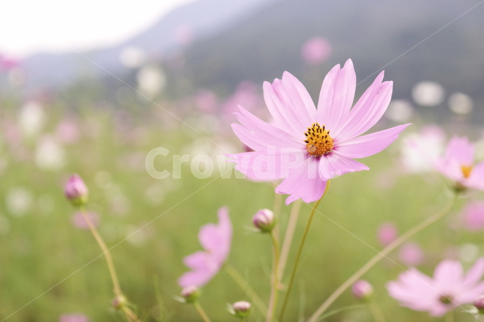 코스모스,가을,flower,cosmos,꽃잎,petal,autumn,식물,자연,season,plants,nature,경치,야외,blossom,식물,자연,plants,nature,꽃,flower