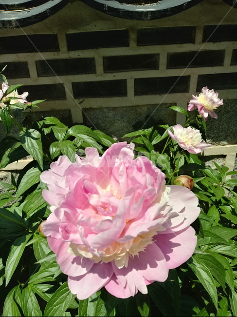 작약,peonyroot,여러해살이풀,식물,꽃