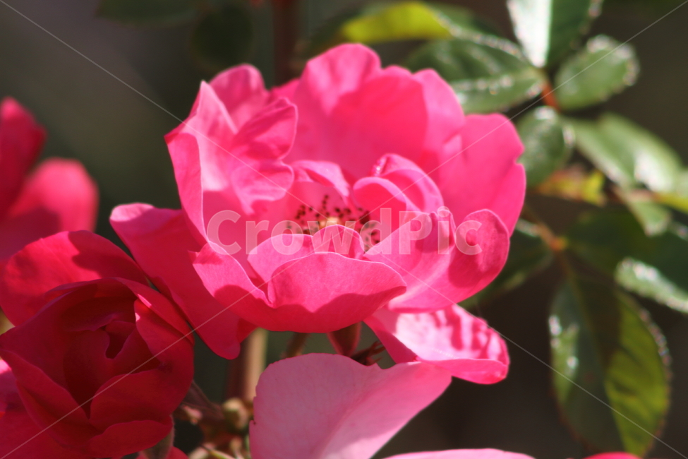 장미,꽃,식물,정원수,rose,식물,자연,plants,nature,꽃,flower