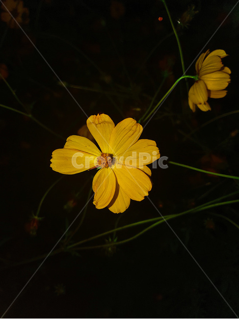 plant,식물,꽃,flower,노란색,식물,자연,plants,nature,꽃,flower