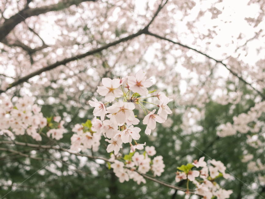 벚꽃,벚꽃나무,감성사진,흐린날,뚝방,중랑천,나무,자연,봄,계절,spring,season,식물,자연,plants,nature,꽃,flower,plant,blossom,cherry blossom