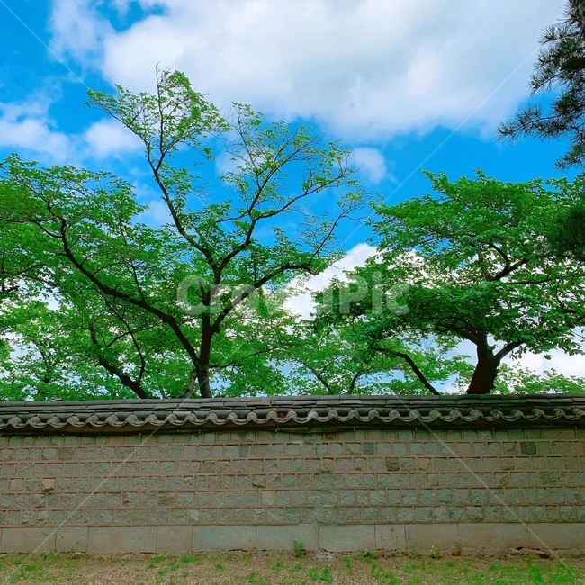 tree,sky,cloud,구름,담벼락,기와,나무,하늘,한국전통,한국문화,korean traditional,korean culture