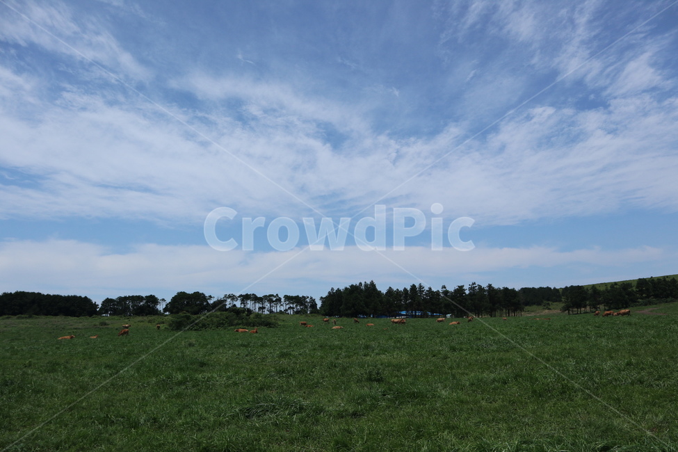 하늘,sky,자연,nature,여름,동물,푸른색,맑음,green,색감,감성,daytime,따뜻,휴식