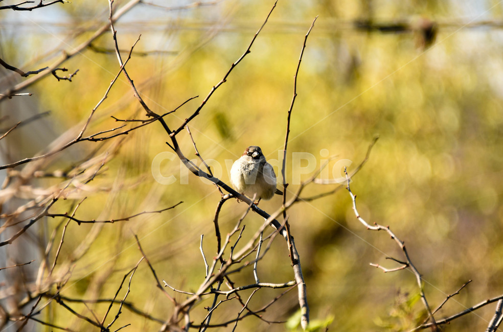 참새,새,bird,sparrow,동물,동물,animal,조류,새,birds