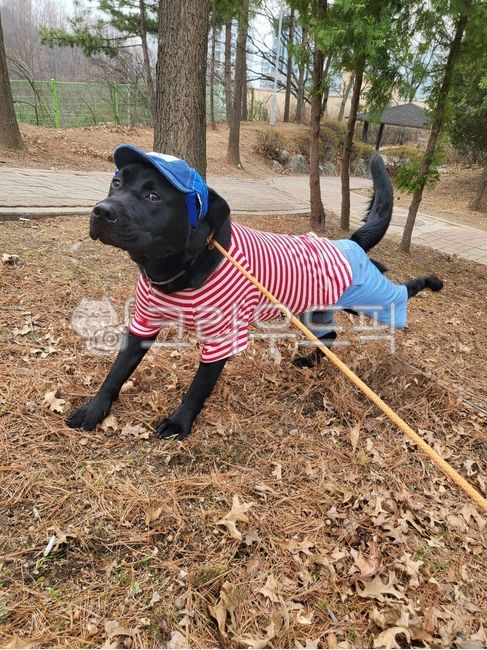 labrador,coon,portrait,clothes,puppy,animal,clothing,pet dog,Dog,walk,pet,park,fashion