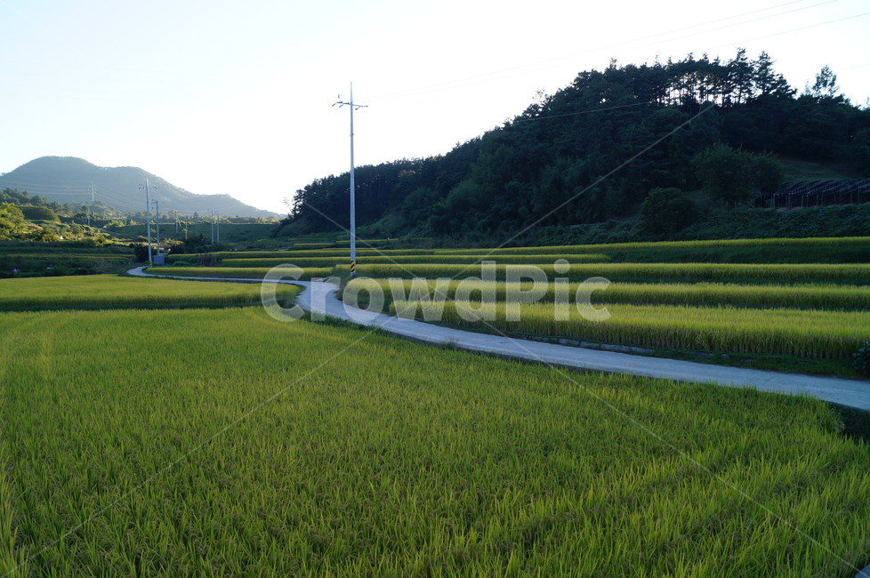 논,벼,수도작,나락,곡식,들판,농업,풍경,산업,industry,industrial,농업,농사,agriculture,farming,farming industry