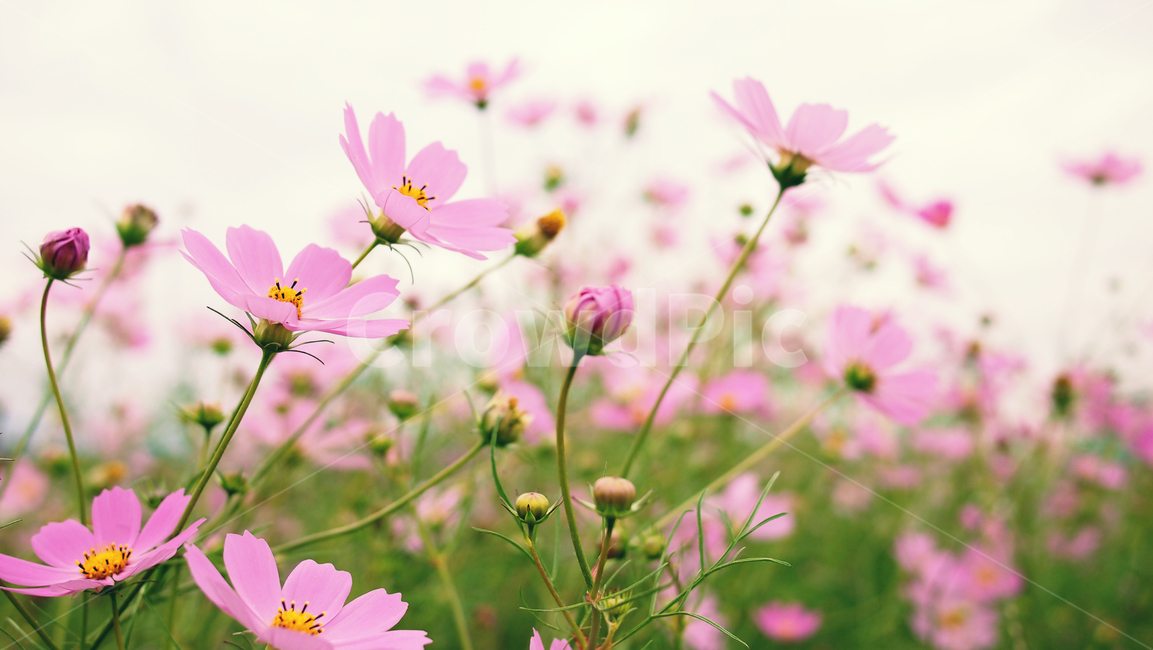 해바라기,가을꽃,cosmos,코스모스,꽃밭,꽃봉우리,가을,가을,계절,fall,autumn,season,식물,자연,plants,nature,꽃,flower,plant,spring,봄,blossom,petal,꽃잎
