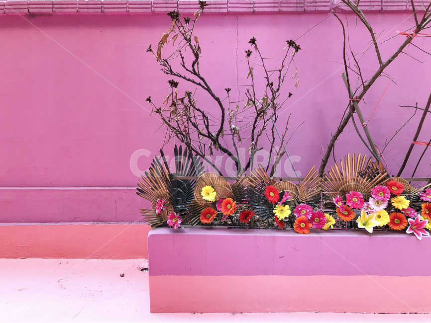 seoul,pink,wall,flower,vase,colorful,brick,wallpaper,spring,서울,도시,핑크,벽,화단,꽃,나무,배경,바탕화면,식물,자연,plants,nature,꽃,flower