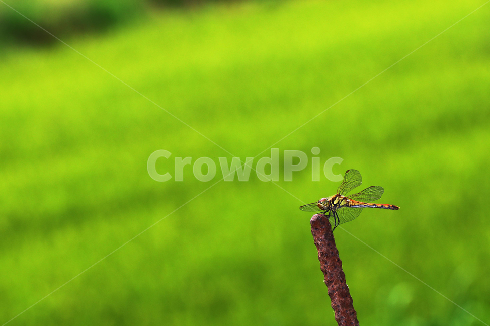 잠자리,곤충,날개,가을,착지,착륙,동물,동물,animal,곤충,벌레,insect,bug