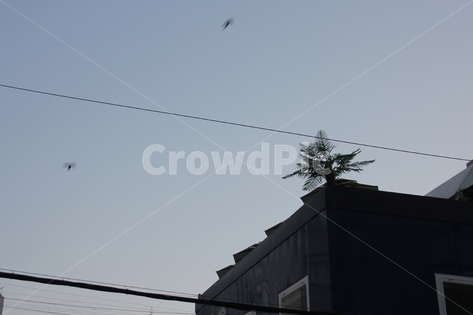 새벽,하늘,옥상,새벽하늘,테라스,옥상정원,식물,건축물,건물외관,exterior,building,structure,architecture,construction