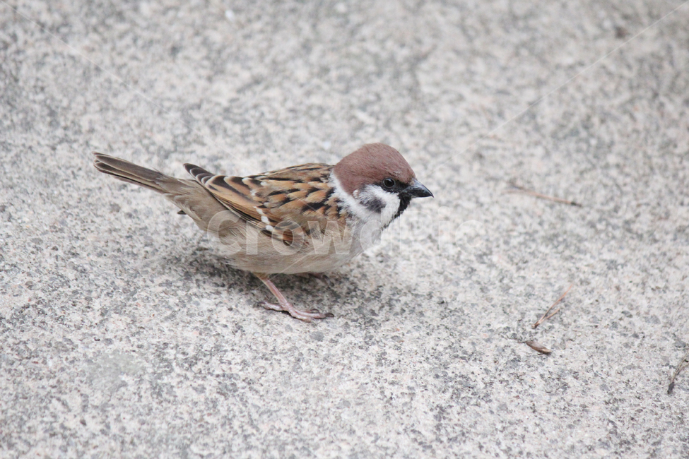 참새,동물,조류,새,귀여운,작은,따뜻한,자연,야생의,nature,birds,animlal,봄,계절,spring,동물,animal,조류,새,birds