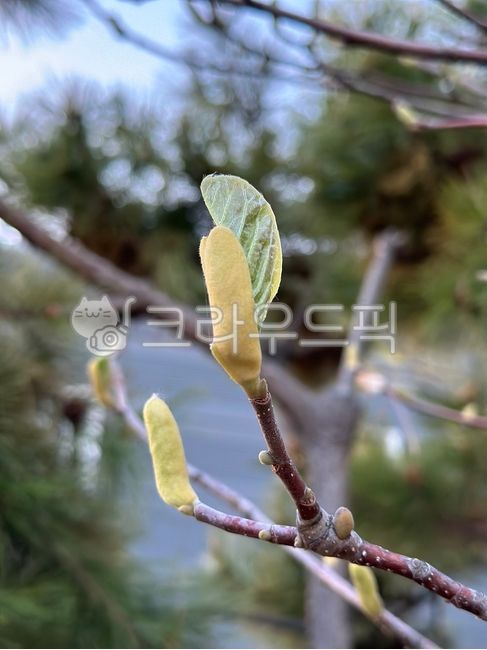 새싹,새순,싹,잎,꽃,tree,나무