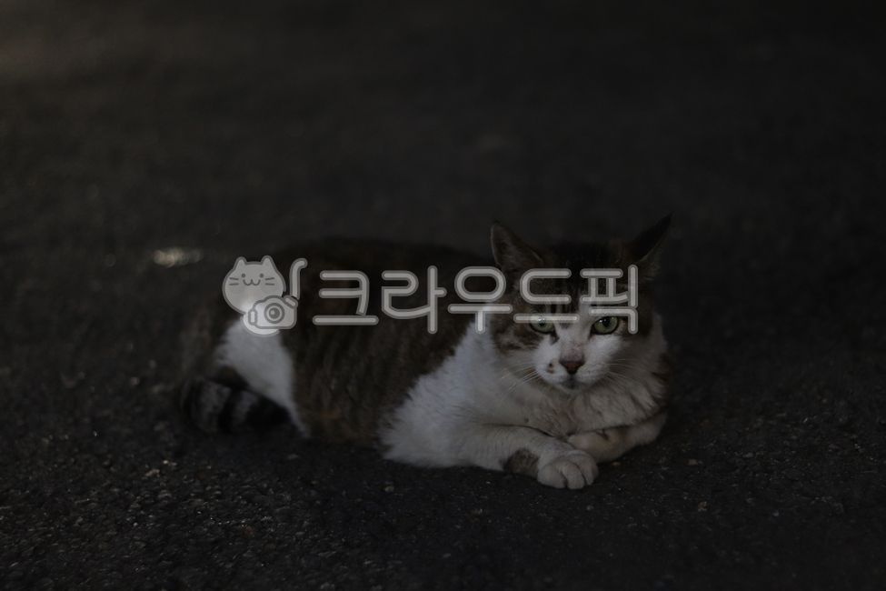 stray cat,cat,animal