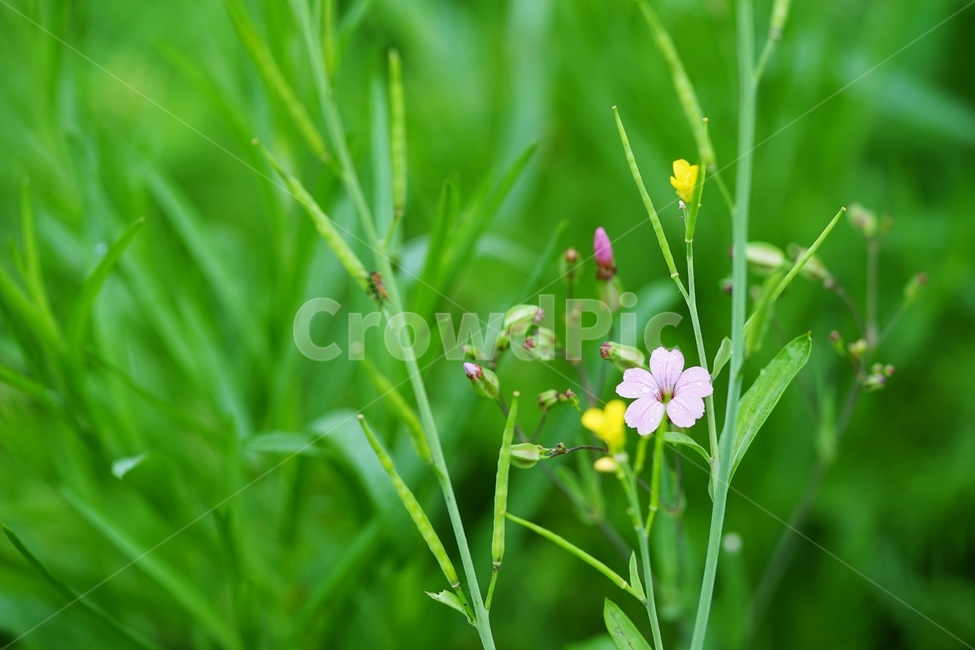 씀바귀,야생화,풀꽃,봄꽃,빗방울,비,식물,자연,plants,nature,꽃,flower
