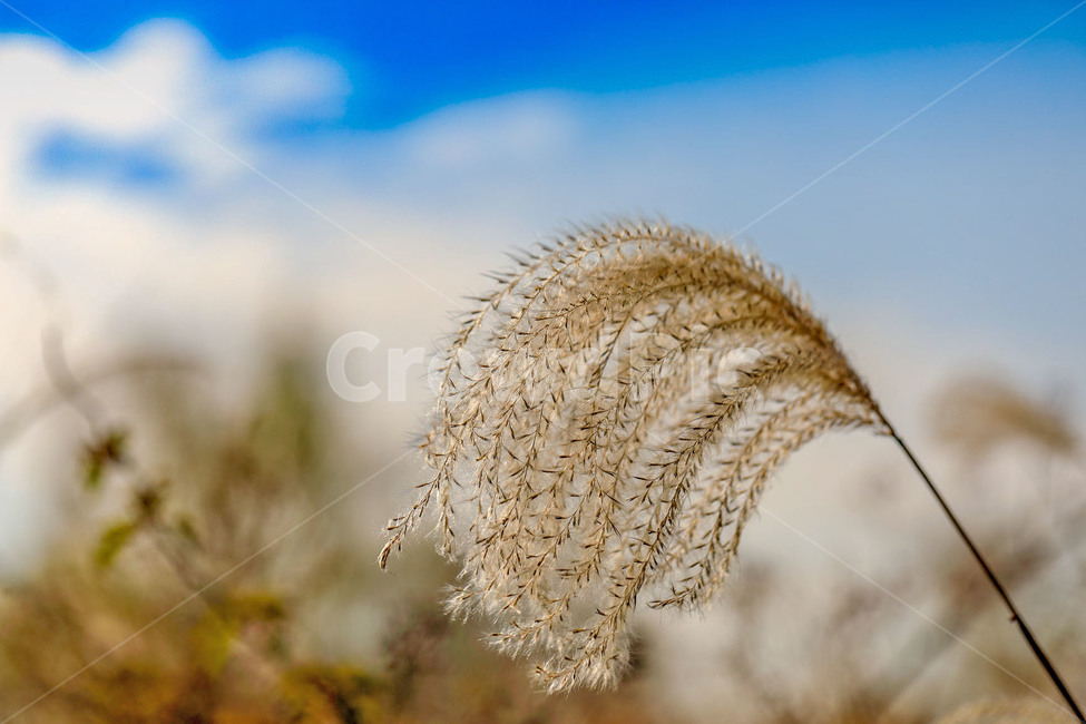 가을,갈대,배경화면,바탕화면,하늘,가을,계절,fall,autumn,season,식물,자연,plants,nature