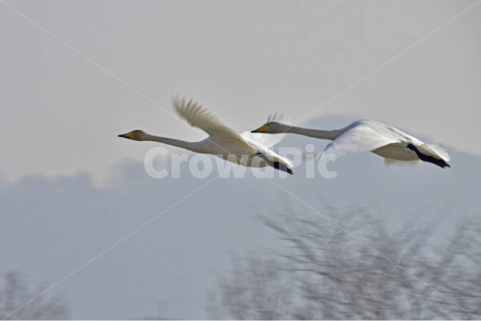고니,큰고니,겨울철새,철새,물새,조류,오리과,동물,animal,조류,새,birds