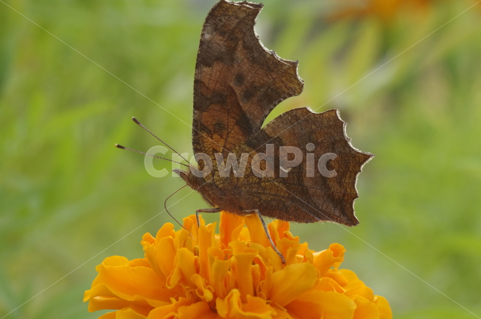 네발나비,나비,곤충,꽃,노란꽃,beauty,macro,closeup,butterfly,brown,flower,감성,감정,자연,계절,접사,매크로,클로즈업,확대,가을곤충,여름곤충,여름,가을,동물,animal,곤충,벌레,insect,bug