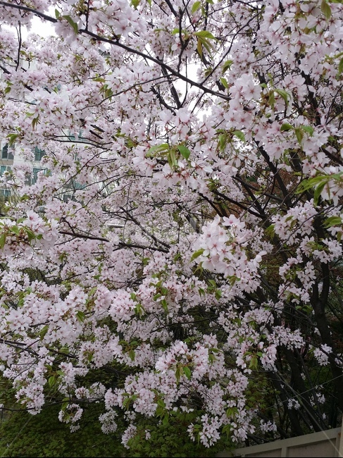 벚꽃,봄,자연,분홍,계절,식물,벚나무,spring,cherryblossom,plant,pink,season,nature,beauty,예쁜꽃,flower,봄,계절,spring,season,식물,자연,plants,nature,꽃,flower,cherry blossom,blossom