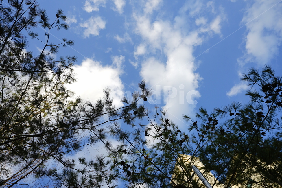 하늘,푸른하늘,풍경,풍경사진,봄,sky,나무,자연,구름,구름사진,파란색,파랑,산책,자연,풍경,nature,landscape