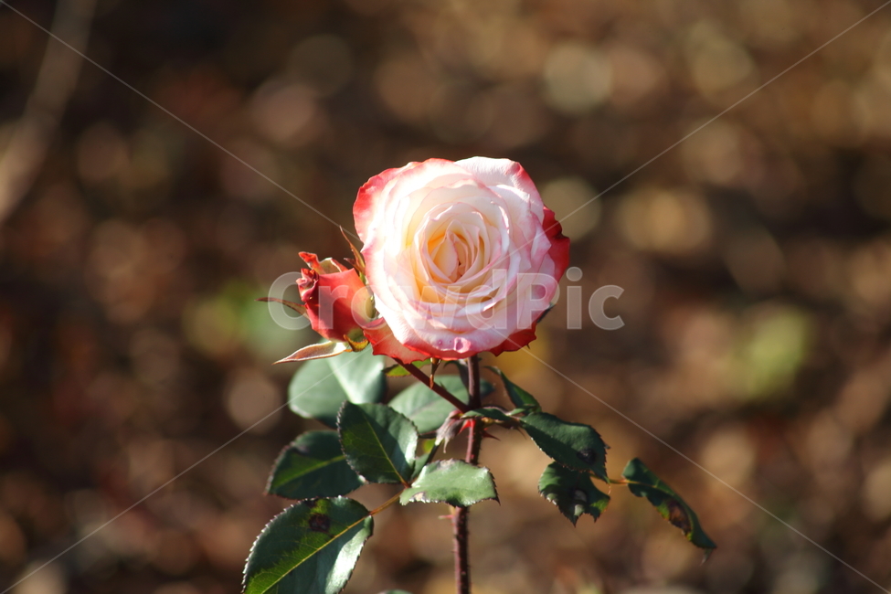 장미,꽃,식물,정원수,rose,식물,자연,plants,nature,꽃,flower