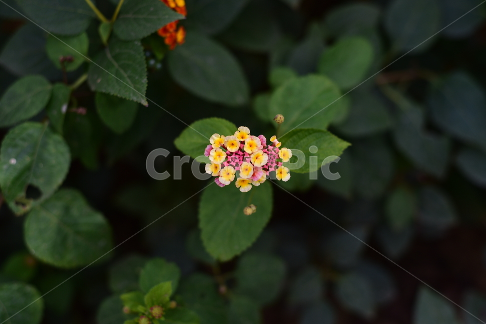 꽃,자연,봄,flower,lantanacamara,lantanaaculeata,camaravulgaris,식물,자연,plants,nature,꽃,flower