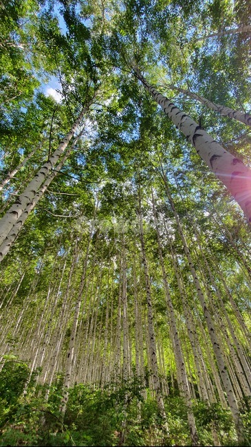 자작나무,계절,여름,birch,forest