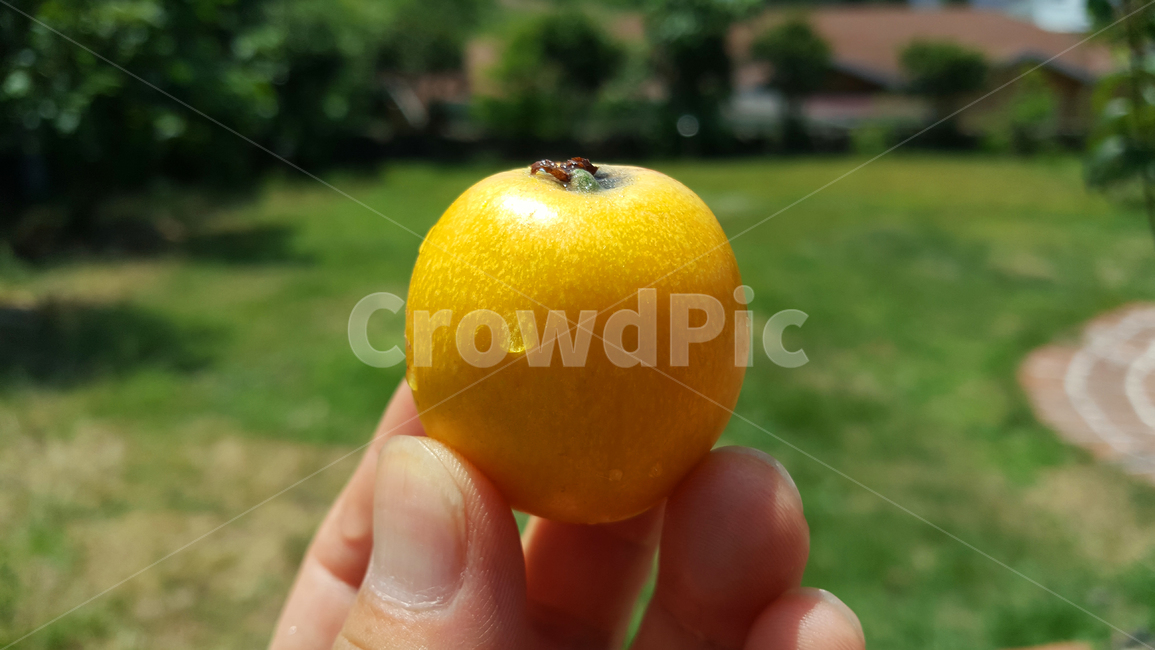 비파,감귤류과일,식물,음식,food,fruit,과일,음식,식재료,요리,food,cook,meal,dishes,food reserves,과일,열매,fruit