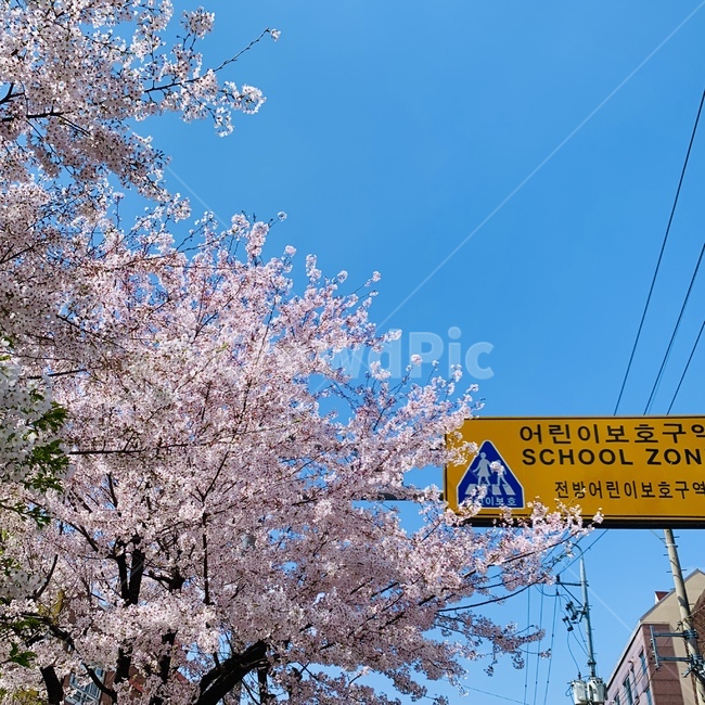 벚꽃,cherryblossom,어린이보호구역,봄하늘,봄,하늘